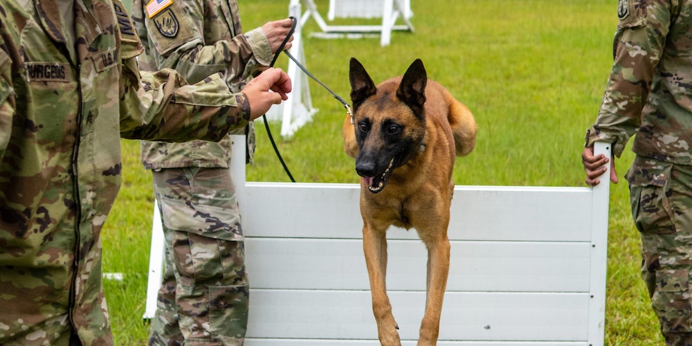 Training Dogs With Bite Suits